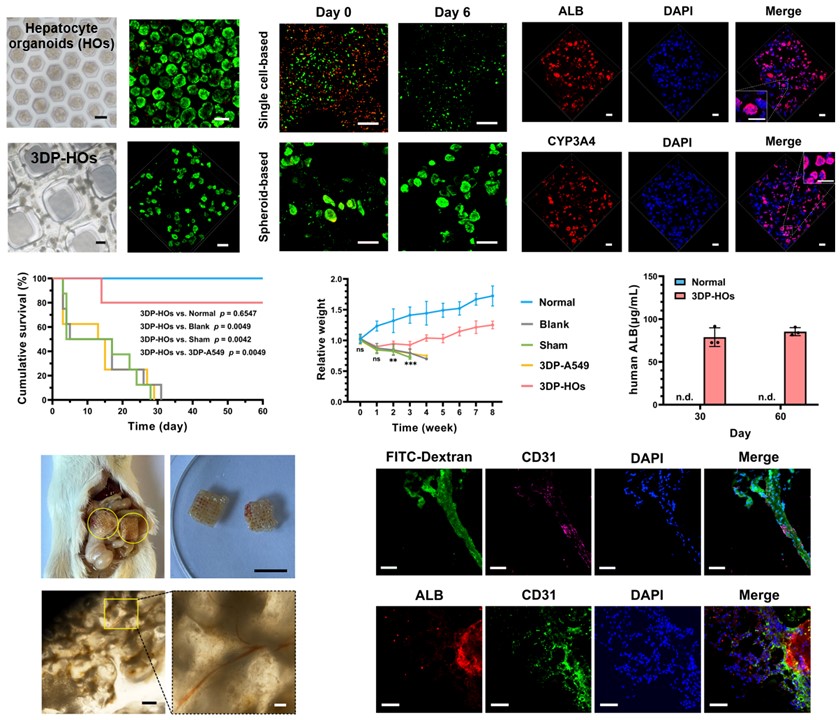 20250307-AG(中国)AG·官方网页版机械系孙伟、庞媛课题组与北京大学昌平实验室邓宏魁团队合作研发3D打印肝类器官用于肝衰竭治疗研究-机械系-图2:基于细胞团簇打印策略构建的肝组织模型(3DP-HOs)显示出良好的生物活性和肝功能表达,肝衰竭小鼠移植治疗效果显著,在长期体内移植中与宿主形成血管连接.jpg