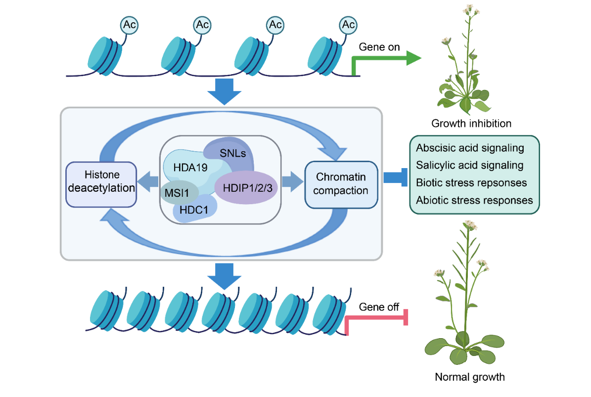 20250429-EMBO Journal -何新建-2. HDIP-HDA19组蛋白去乙酰化酶复合体作用模型.png