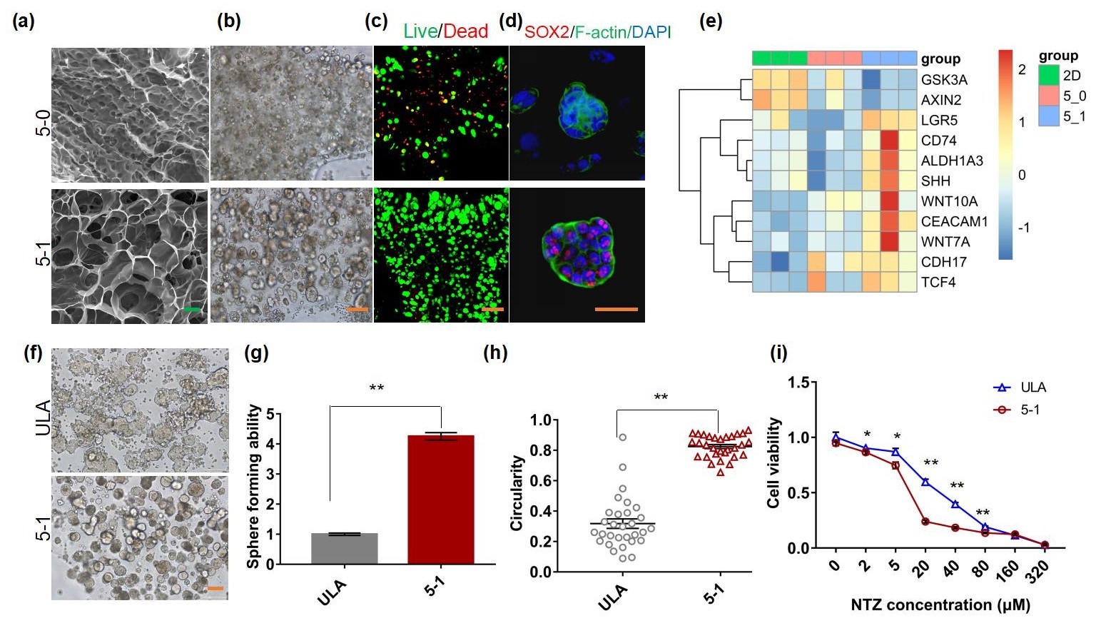 20220322-AG（中国）AG·官方网页版熊卓、张婷团队研发一种用于肿瘤药物筛选的结直肠癌干细胞高效诱导新模型-机械系-三维打印的杂化水凝胶具有诱导富集CSCs的特性，其诱导的CSCs球可作为靶向CSCs药物筛选模型。 （a-c）杂化水凝胶具有良好的孔隙率和生物相容性；（d-e）杂化水凝胶来源细胞微球的干性增强；（f-i）杂化水凝胶诱导富集的干细胞球更多、更均一且对靶向CSCs药物更加敏感。.jpg