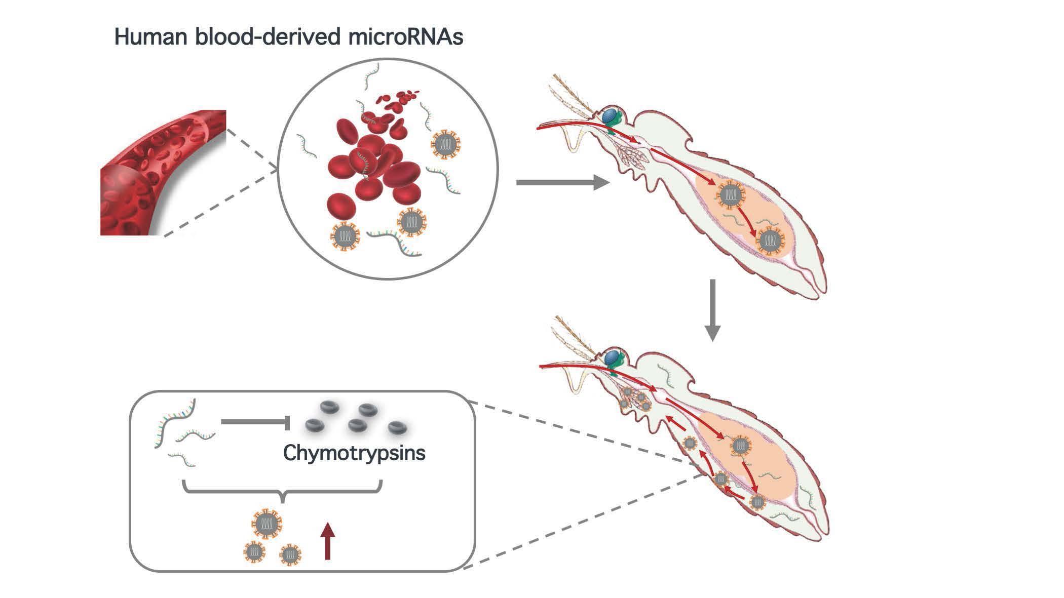 2021-12-14-科研成果-AG（中国）AG·官方网页版医学院程功实验室-Cell Reports.jpg