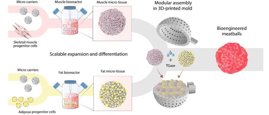 20220530-从细胞的规模化扩增到人造肉丸的组织工程学构建-刘烨-科研成果.jpeg 20220530-从细胞的规模化扩增到人造肉丸的组织工程学构建-刘烨-科研成果.jpeg