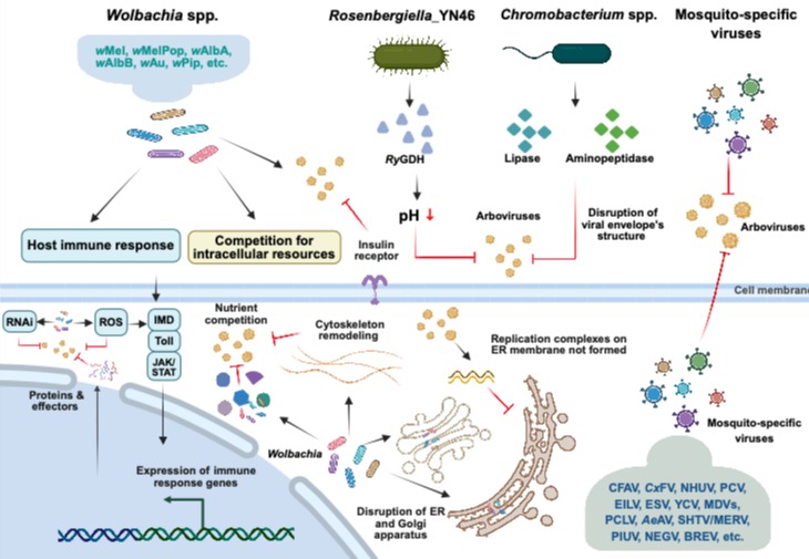 20250903-蚊虫共生微生物抑制病毒感染的多元机制-程功-科研成果.png